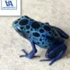 dendrobates tinctorius azureus