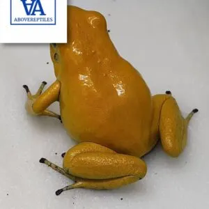 phyllobates terribilis