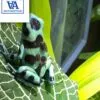 green and black poison dart frog