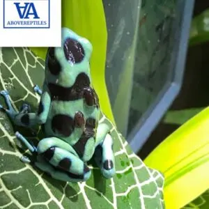 green and black poison dart frog