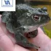 Colorado River Toad For Sale