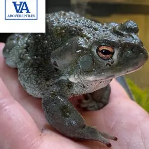 Colorado River Toad For Sale