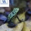 Dendrobates Tinctorius Green Sipaliwini