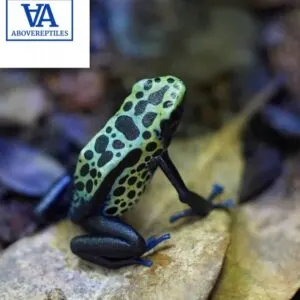 Dendrobates Tinctorius Green Sipaliwini