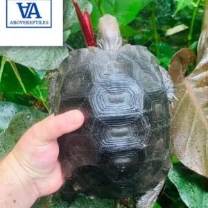 burmese black mountain tortoise