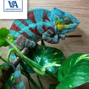 ambanja panther chameleon for sale